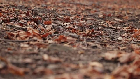 Dry branches and yellow fallen leaves on the ground in autumn in a beech forest Video stock 170022282