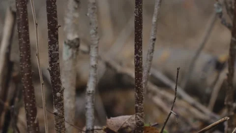 Dry branches autumn trees in forest smooth camera movement slider natural colors 스톡 동영상 321551208