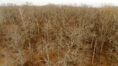 Dry branches of bare trees, aerial view. Nature goes to winter Vídeo Stock 127410695