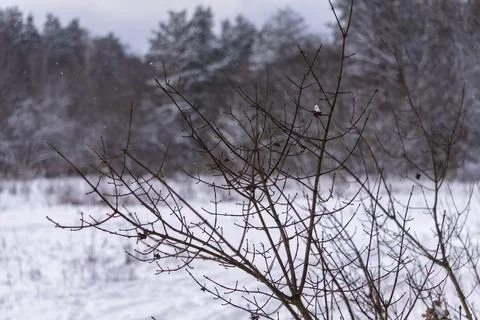 Dry branches on blurred background of winter forest and sky Stock Photos