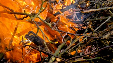 Dry branches burn in a strong fire Stock Footage 164377018