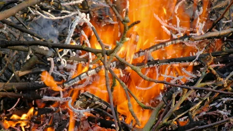 Dry branches burn in a strong fire Stockbeeldmateriaal 164378347
