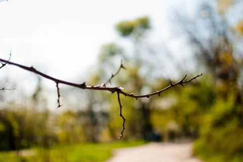 Dry branches of a bush covered with sharp thorns. Spring sunlight Stock Photos