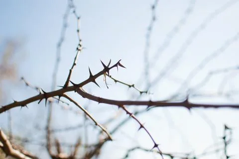 Dry branches of a bush covered with sharp thorns Stock Photos
