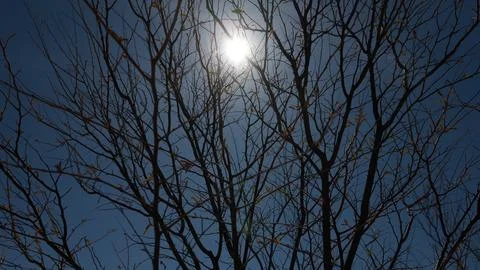 Dry branches of the caatinga Stock Photos