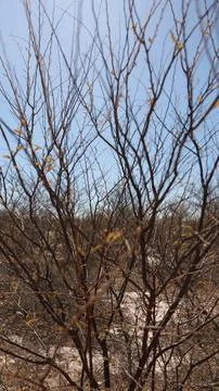 Dry branches of the caatinga Stock Photos