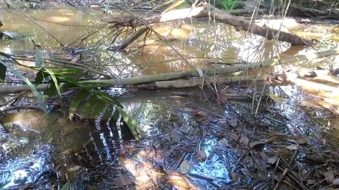 Dry branches in a calm river Stock-Footage 141543373