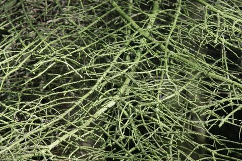 Dry branches of a Christmas tree. Stock Photos