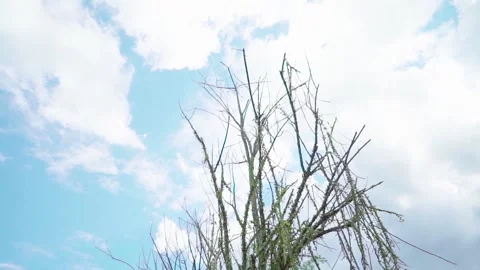 Dry branches on a clear sky background Stock Footage 213282965
