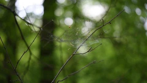 Dry branches with cobwebs in the forest Video stock 120817182