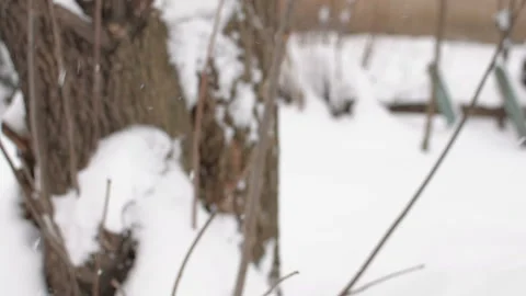 Dry branches covered with snow. Snowfall on the street. Close-up. Live video. HD Vídeo Stock 100822177