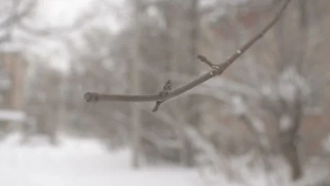 Dry branches covered with snow. Snowfall on the street. Close-up. Live video. HD Видео 100822448