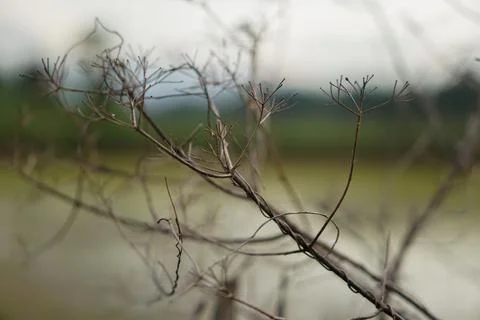 Dry branches of a dead tree with a blurred background Stock Photos