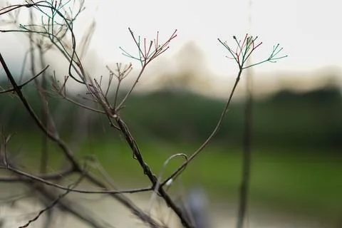 Dry branches of a dead tree with a blurred background Stock Photos