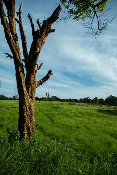 Dry branches of dead trees Around the hill There is a green field. Stock Photos