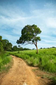 Dry branches of dead trees Around the hill There is a green field. Stock Photos