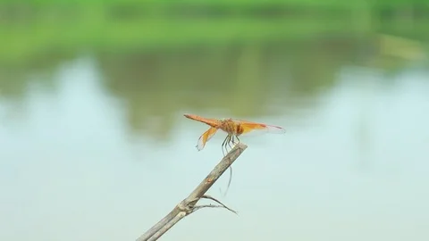 Dry branches with dragonflies on top Stockbeeldmateriaal 108261593