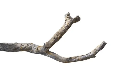 Dry branches, dry branches, isolated on white background Stock Photos