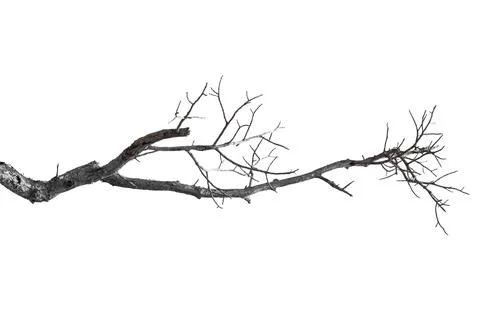 Dry branches, dry branches, isolated on white background Stock Photos