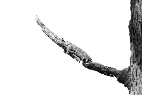 Dry branches, dry branches, isolated on white background Stock Photos