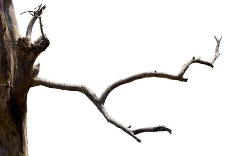 Dry branches, dry branches, isolated on white background Stock Photos