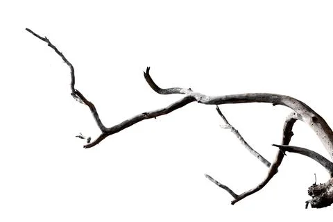 Dry branches, dry branches, isolated on white background Stock Photos