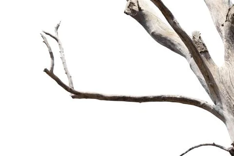 Dry branches, dry branches, isolated on white background Stock Photos