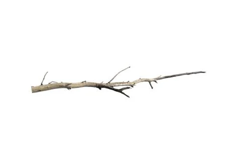 Dry branches, dry branches, isolated on white background Stock Photos