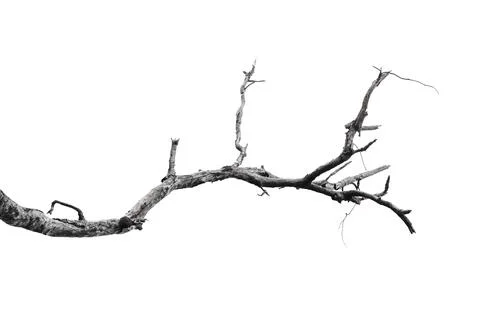 Dry branches, dry branches, isolated on white background Stock Photos