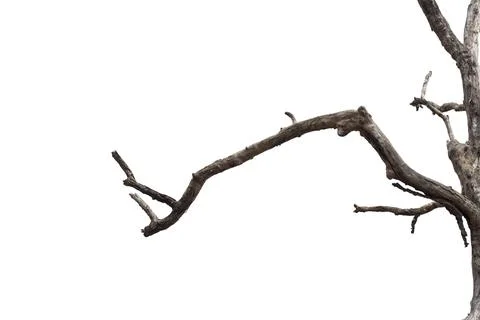 Dry branches, dry branches, isolated on white background Stock Photos