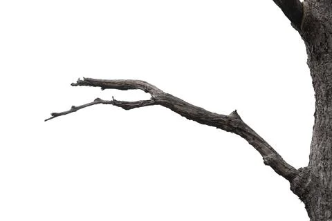 Dry branches, dry branches, isolated on white background Stock Photos