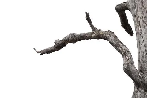 Dry branches, dry branches, isolated on white background Stock Photos
