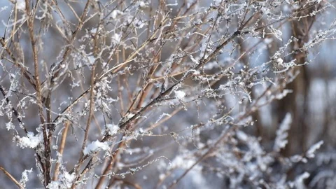 Dry branches of field grass covered with frost and slightly moving Stock Footage 101012895
