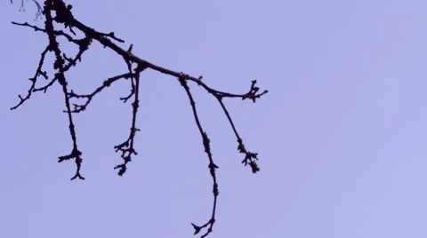 Dry branches Stock Footage 42817433