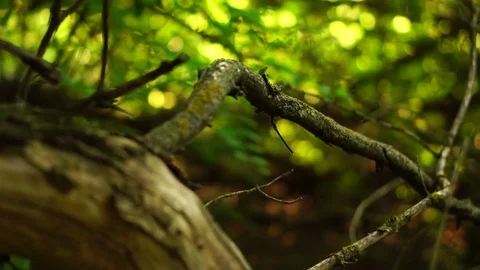Dry branches in the forest Stock Footage 77248782
