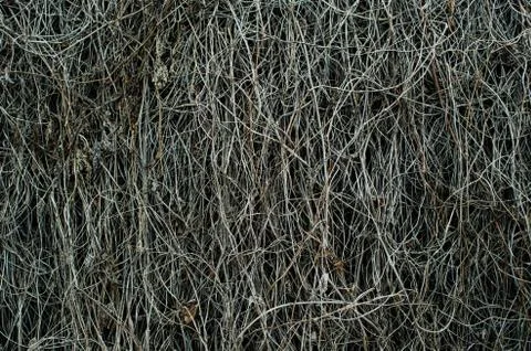 Dry branches grapevine, on the texture, background Stock Photos