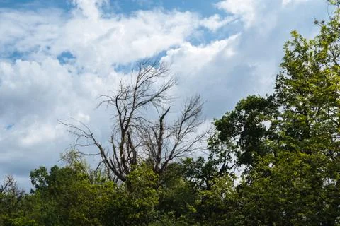 Dry branches on green trees .Clouds in the sky Stock Photos