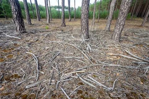 Dry branches on the ground in the forest Stock Photos
