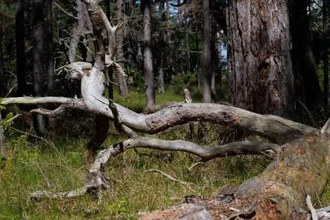 Dry branches on the ground in pine tree forest. A pine is a conifer in the genus Stock Photos