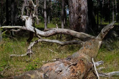 Dry branches on the ground in pine tree forest. A pine is a conifer in the genus Stock Photos