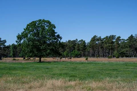 Dry branches on the ground in pine tree forest. A pine is a conifer in the genus Stock Photos