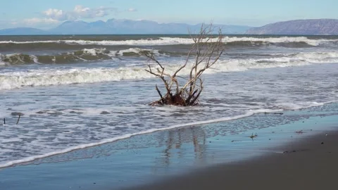 Dry Branches of Isolated Dead Tree Standing in Flooded Coastal Lowlands Amidst Vídeo Stock 331146333