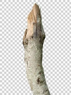 Dry branches isolated on transparent background. Stock Photos
