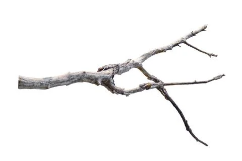 Dry branches, isolated on white background Stock Photos