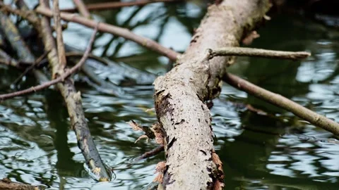 Dry branches on the lake 10bit 4k 60fps Stock Footage 269716667