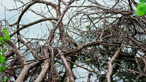 Dry branches on the lake 10bit 4k 60fps Stock Footage 269723716