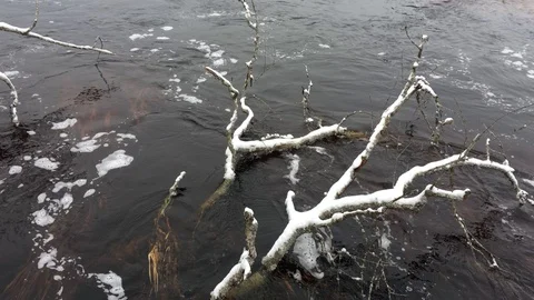 Dry branches of an old tree in a river in late autumn Stock Footage 120577686