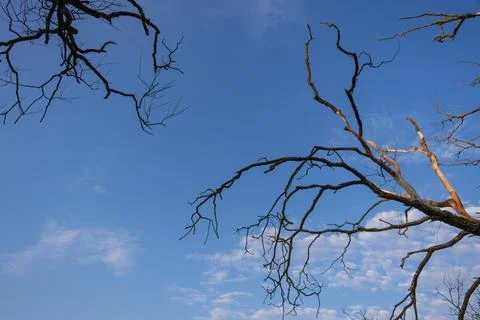 Dry branches of an old withered tree against a bright summer blue sky with wh 写真素材