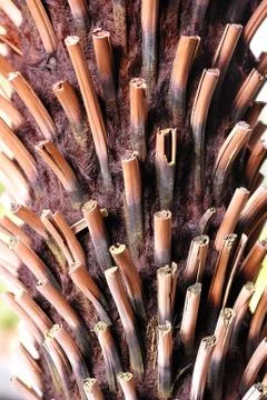 Dry branches of Palma Stock Photos
