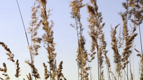 Dry branches of pampas grass move in the wind against the background Stock Footage 161023852